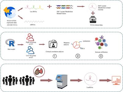 The role of lactate metabolism-related LncRNAs in the prognosis, mutation, and tumor microenvironment of papillary thyroid cancer